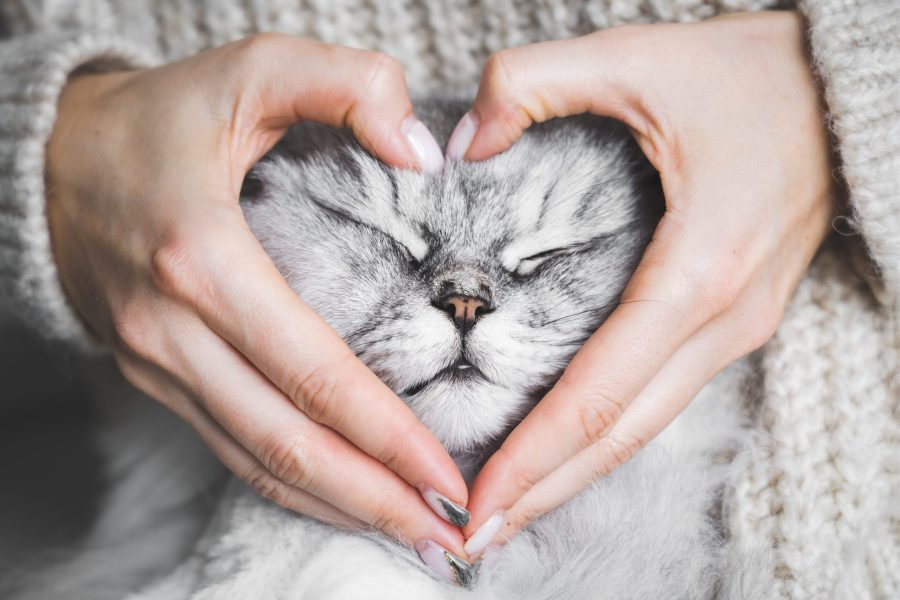 Woman holding her lovely fluffy cute cat face and making a heart shape with her hands. Love for the animals. Pets and people lifestyle. Concepts of love, St. Valentine's Day. High quality photo